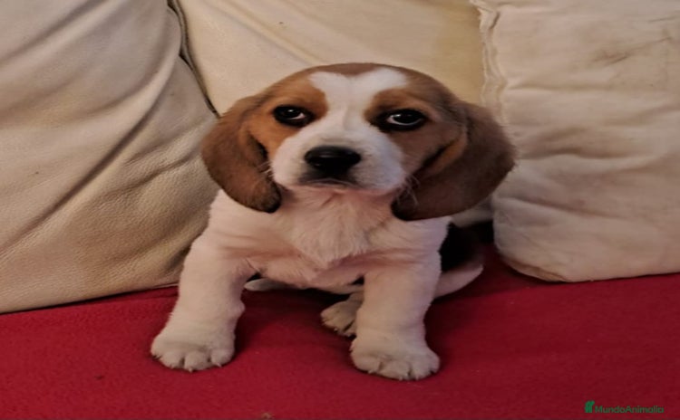 Beagle perros - Anuncio 7