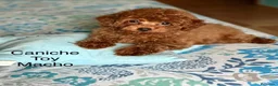 Caniche Toy perros en venta: Caniche toy asiáticos precioso y pequeñito !! - Anuncio 5