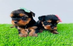 Yorkshire Terrier perros en venta: YORKSHIRE MINI TOY - 650€  - Imagen 1