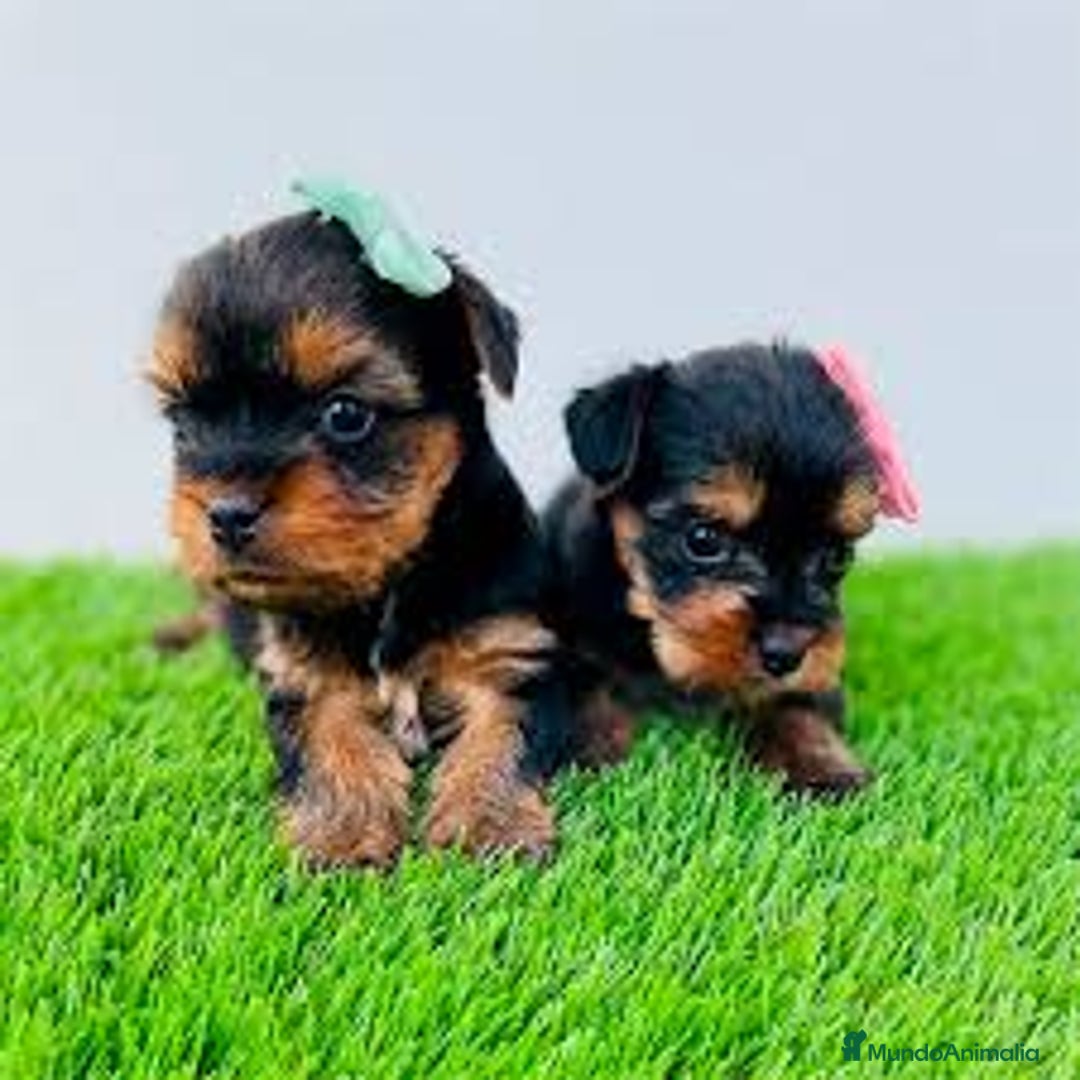 Yorkshire Terrier perros en venta: YORKSHIRE MINI TOY - 650€  - Imagen 1