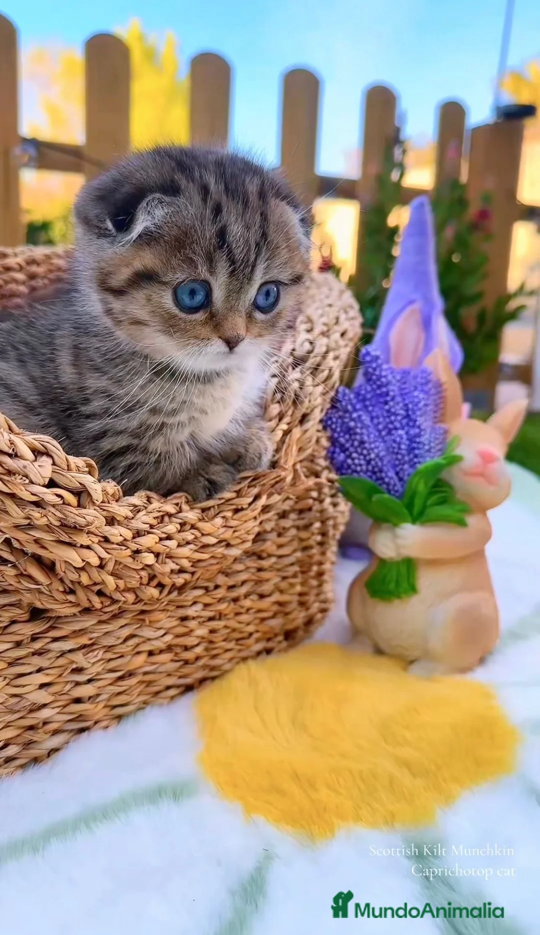 Munchkin gatos en venta: Munchkin Scottish Kilt gatitos - Anuncio 6