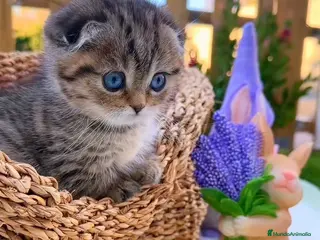 Munchkin gatos Munchkin Scottish Kilt gatitos - Anuncio 2