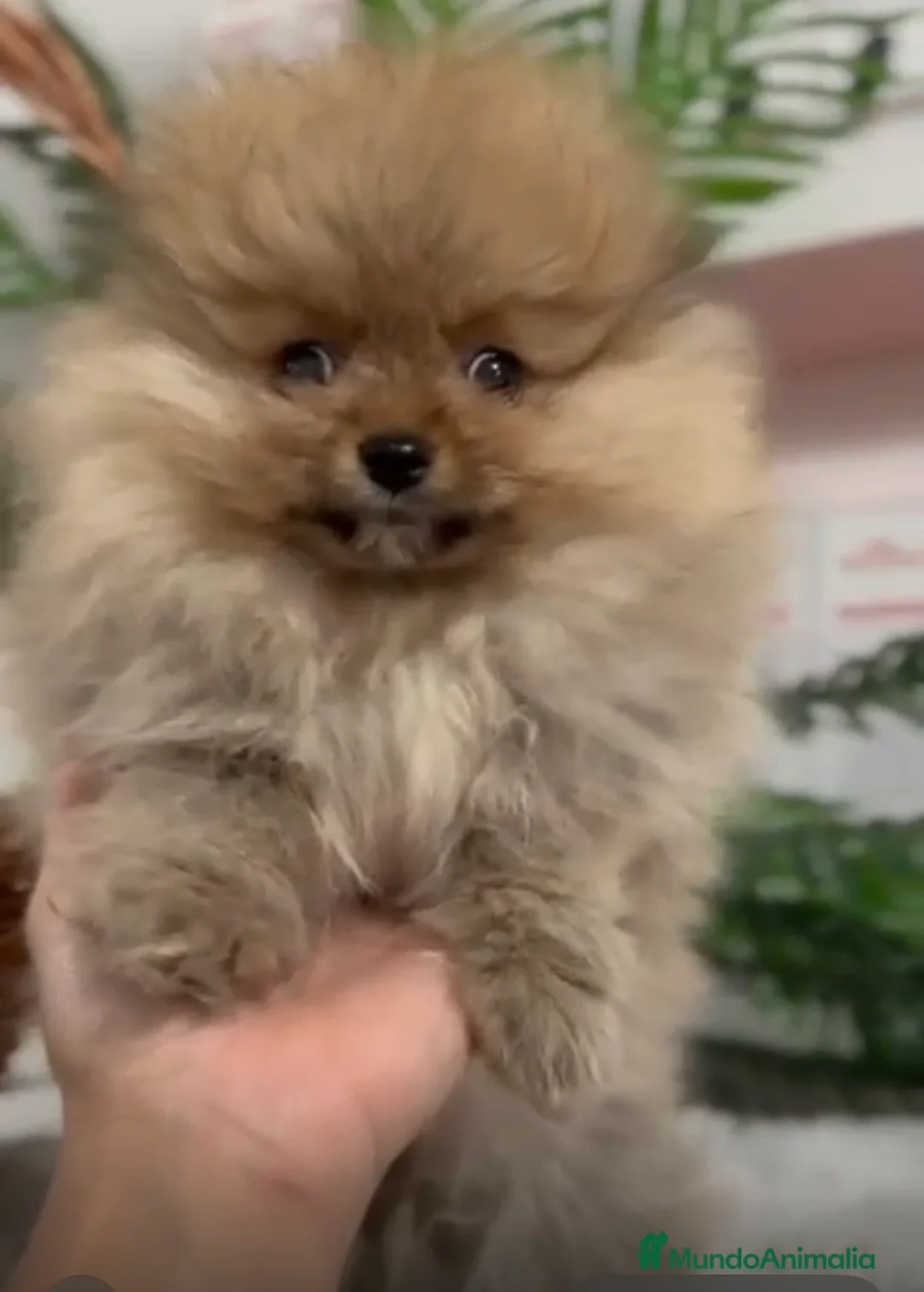 Pomerania perros en venta: POMERANIA LISTO PARA ENTREGAR - Anuncio 3