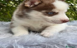 Husky Siberiano perros en venta: Husky siberiano  - Imagen 8