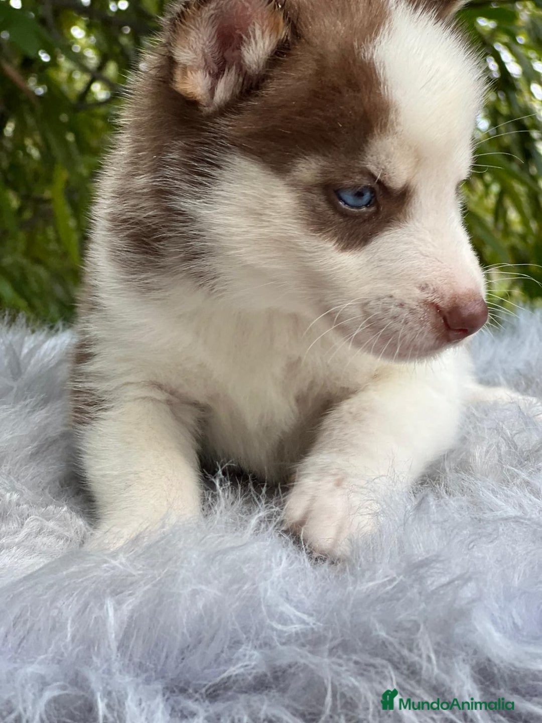 Husky Siberiano perros en venta: Husky siberiano  - Imagen 8