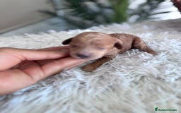 Caniche Toy perros en venta: CANICHE TOY HEMBRA - Imagen 7