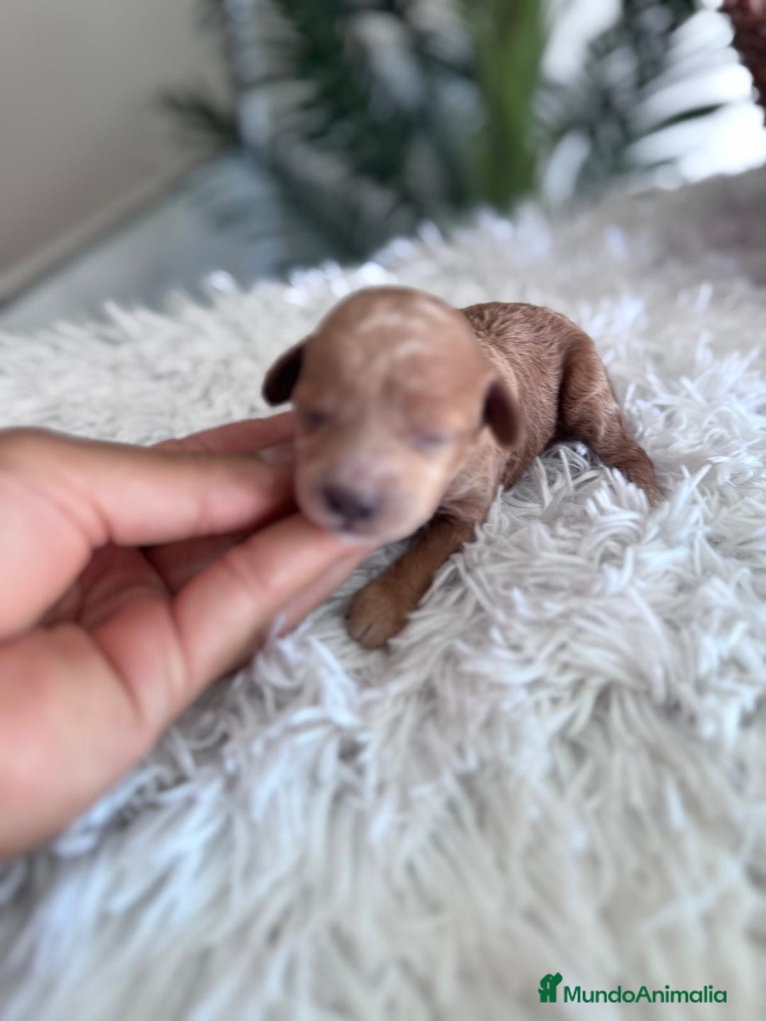 Caniche Toy perros en venta: CANICHE TOY HEMBRA - Imagen 7