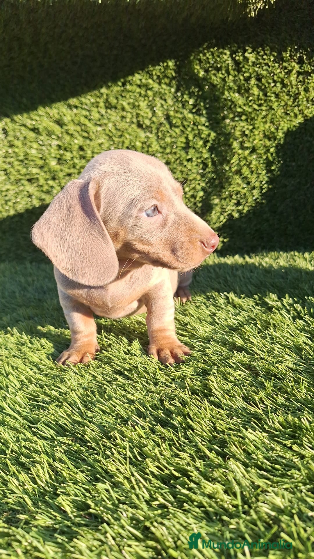 Teckel Miniatura perros en venta: Teckel kanichen isabela  - Anuncio 4