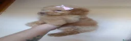 Caniche Toy perros en venta: CANICHE HEMBRA TOY EXCLUSIVA - Anuncio 2