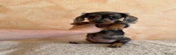 Teckel Miniatura perros en venta: Tekel minis pelo semiduro - Anuncio 4