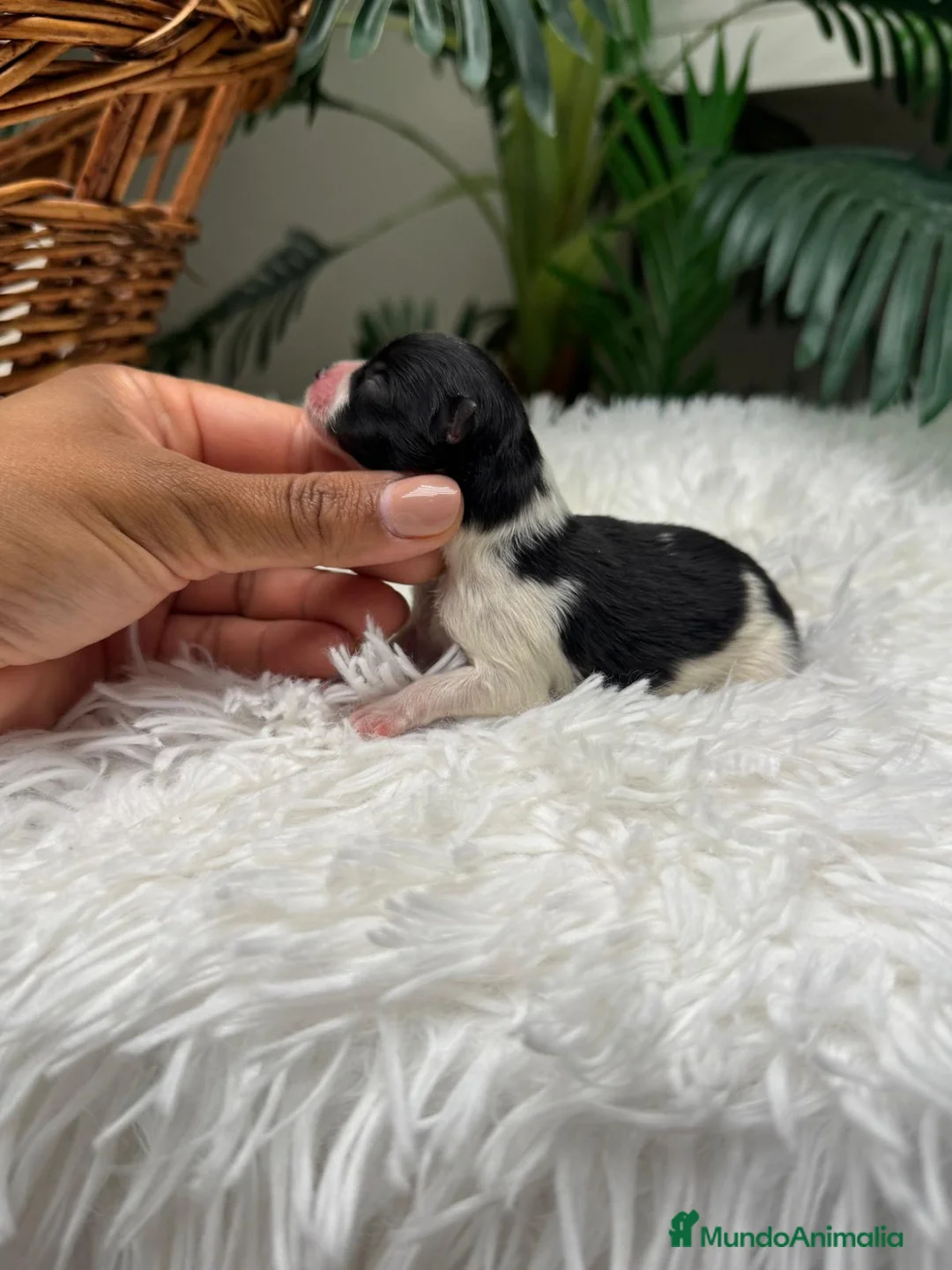 Pomerania perros en venta: POMERANIA HEMBRA - Anuncio 2
