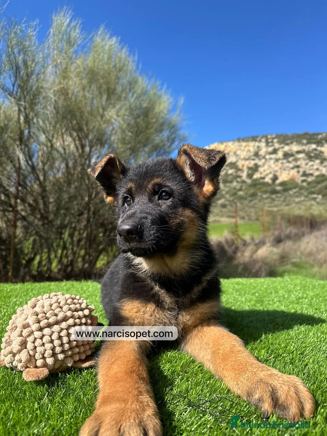 Pastor Alemán perros en venta: PASTOR ALEMAN MACHO - Anuncio 2