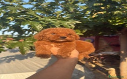 Caniche Toy perros en venta: Caniche Toy - Imagen 3