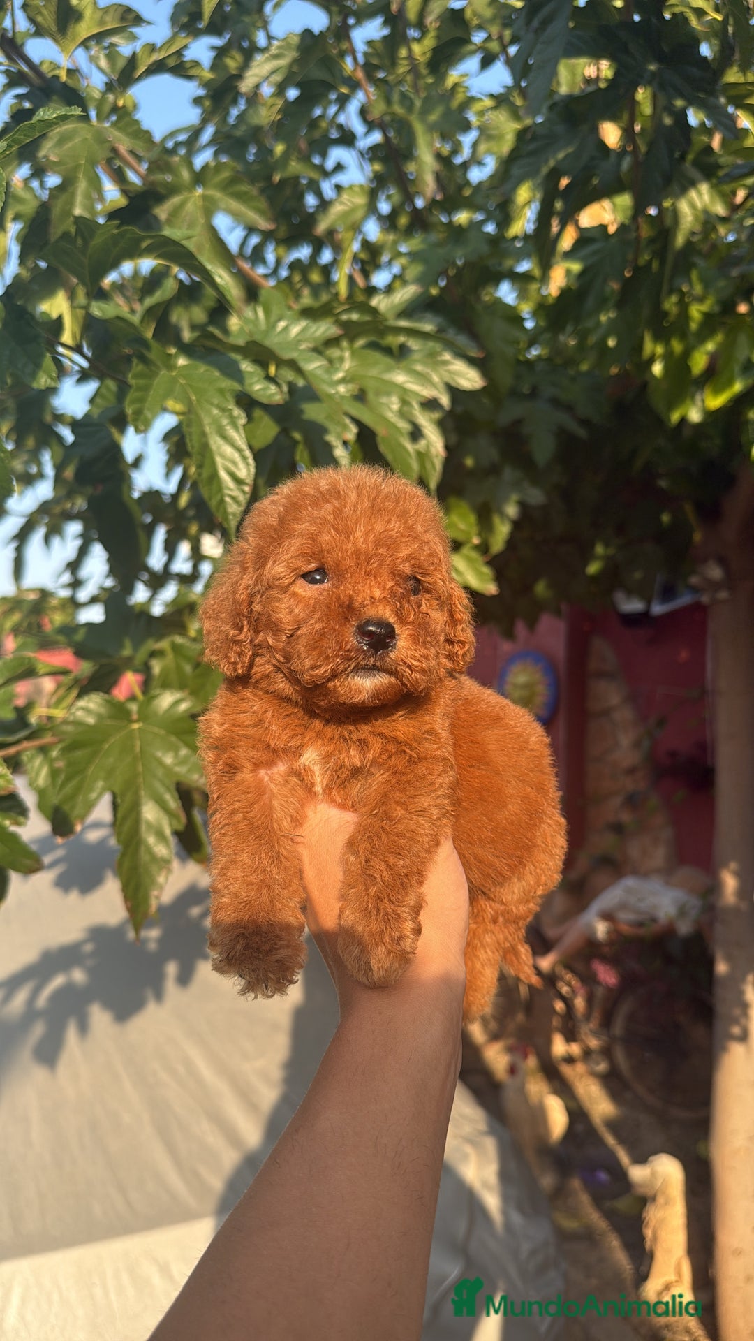 Caniche Toy perros en venta: Caniche Toy - Imagen 3