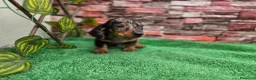 Teckel Miniatura perros en venta: TECKEL MINIATURA & KANNINCHEN - Anuncio 5