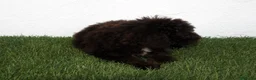 Perro de Agua Español perros en venta: Perro de Agua Español - Anuncio 2