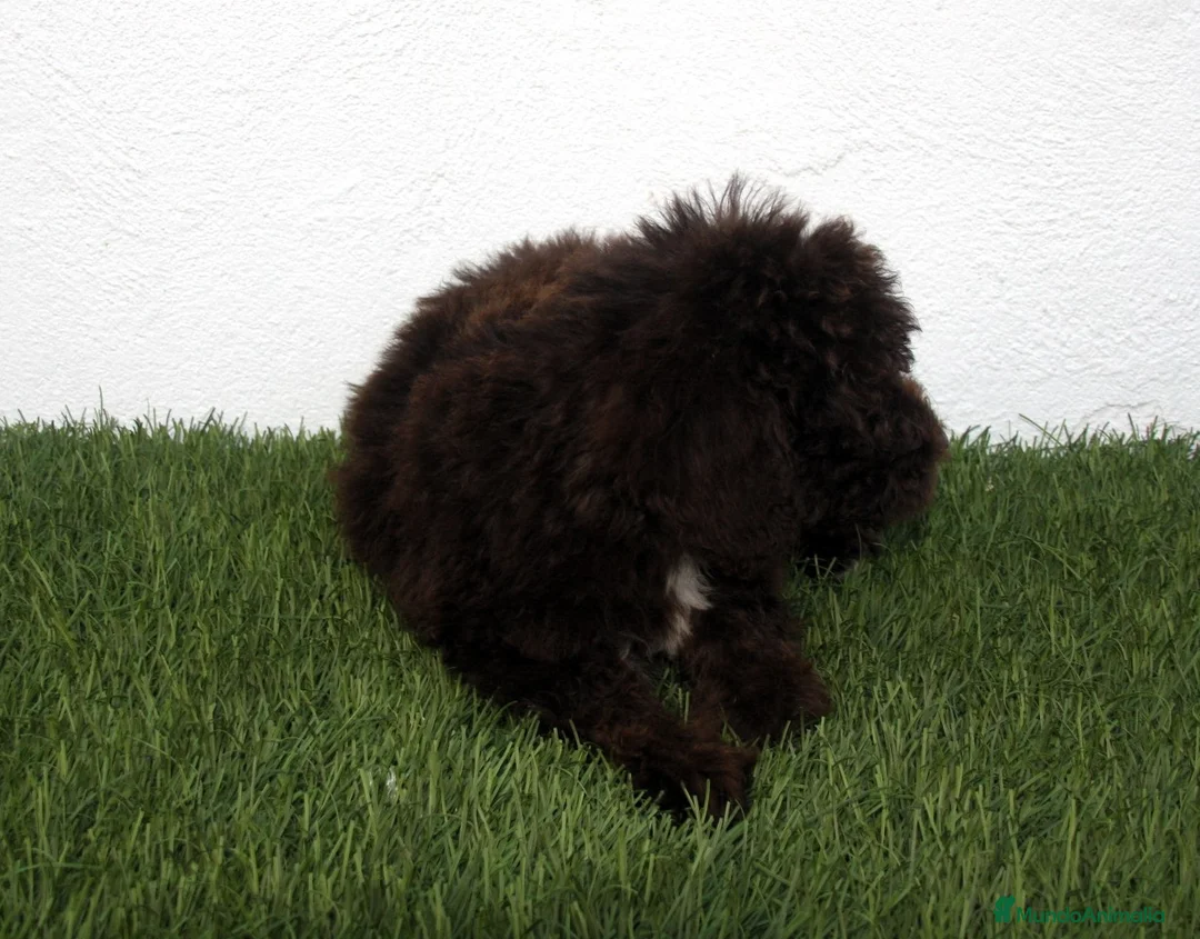 Perro de Agua Español perros en venta: Perro de Agua Español - Anuncio 2