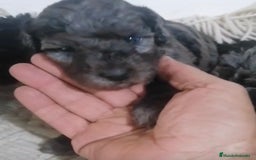 Caniche Toy perros en venta: Caniche toy - enano pequeño  - Imagen 2