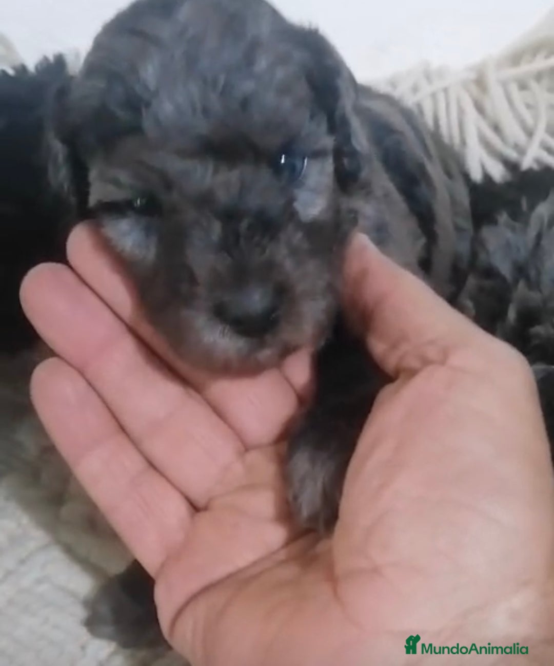 Caniche Toy perros en venta: Caniche toy - enano pequeño  - Imagen 2