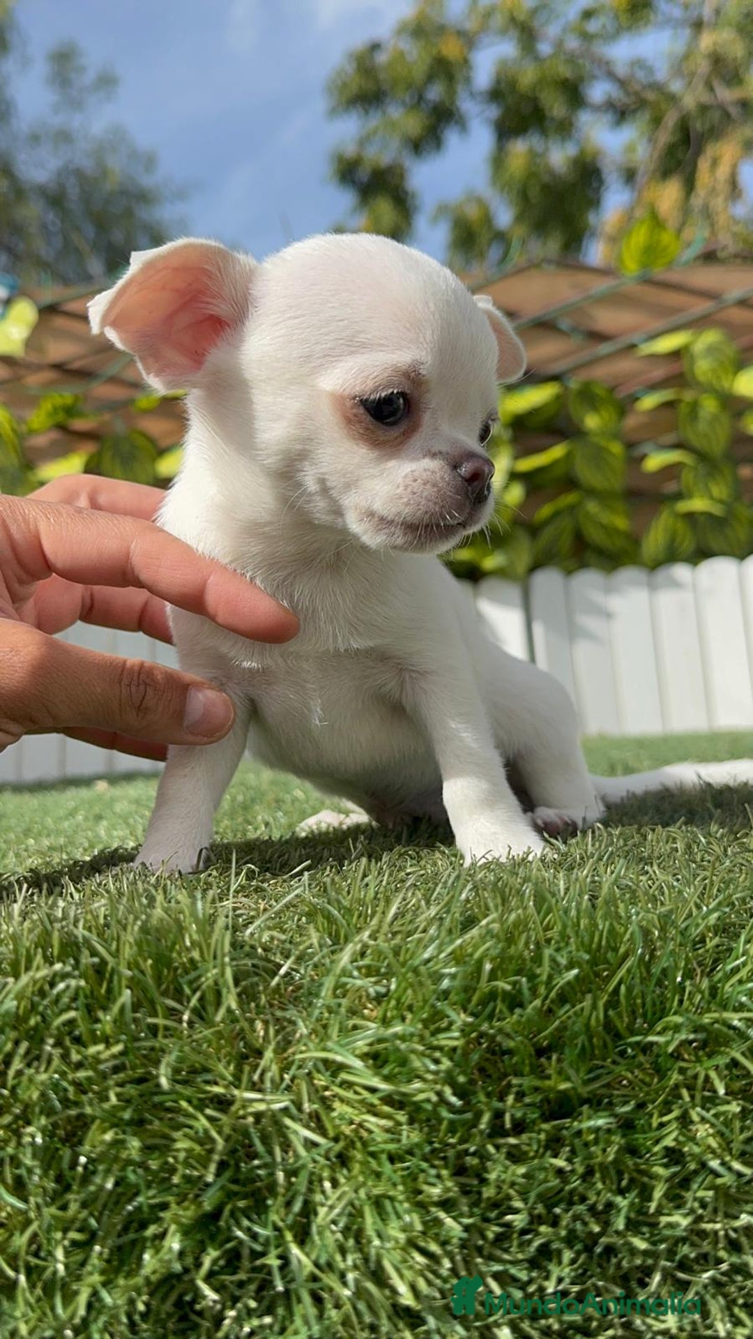 Chihuahua perros en venta: CHIHUAHUA MACHO - Imagen 27