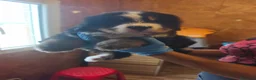 Boyero de Berna perros en venta: BOYERO DE BERNA 2 hembras  - Anuncio 6