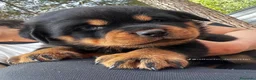 Rottweiler perros en venta: CACHORROS DE ROTTWEILER  - Anuncio 14