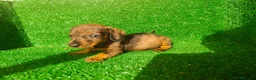 Teckel Miniatura perros en venta: Teckel miniatura  - Anuncio 11