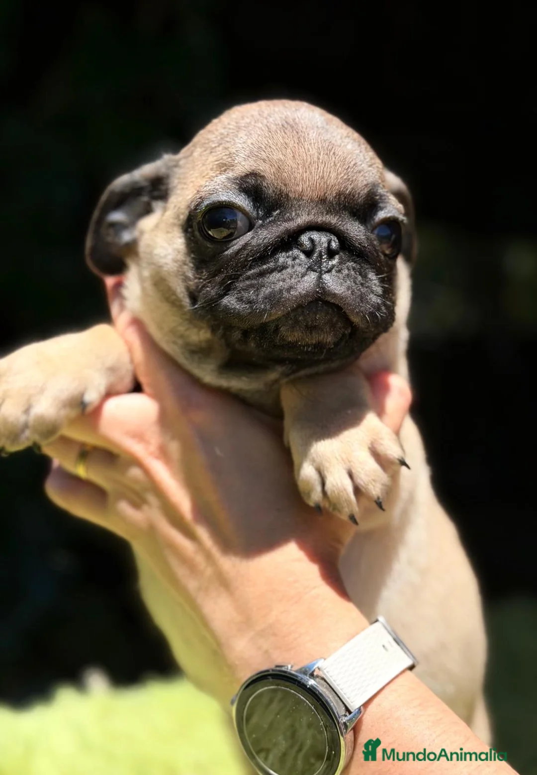 Carlino - Pug perros en venta: CARLINO BEACH - Anuncio 2