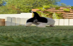 Perro de Agua Español perros en venta: PERRO DE AGUA HEMBRA - Imagen 7