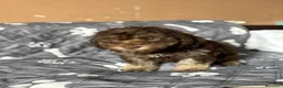 Perro de Agua Español perros en venta: Última hembra de perro de aguas!! - Anuncio 4