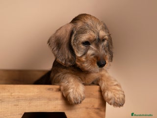 Teckel Miniatura perros - Anuncio 8