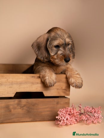 Teckel Miniatura perros - Anuncio 7