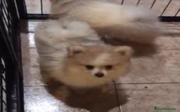 Pomerania perros en venta: CAMADA POMERANIA  - Imagen 4