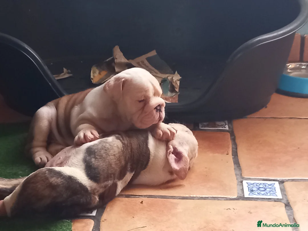 Imagen de galería {{count}}