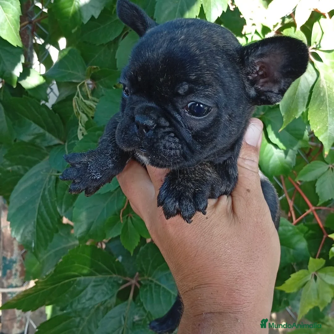 Bulldog Francés perros en venta: Bulldog Francés  - Anuncio 2
