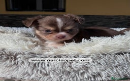 Chihuahua perros en venta: TU CHIHUAHUA PELO LARGO - Imagen 2