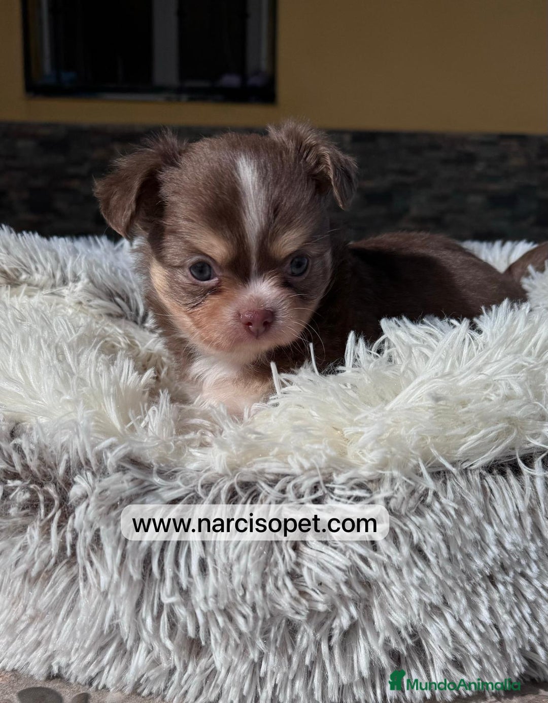 Chihuahua perros en venta: TU CHIHUAHUA PELO LARGO - Imagen 2