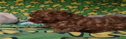 Caniche Toy perros en venta: Caniches toy: - Anuncio 5