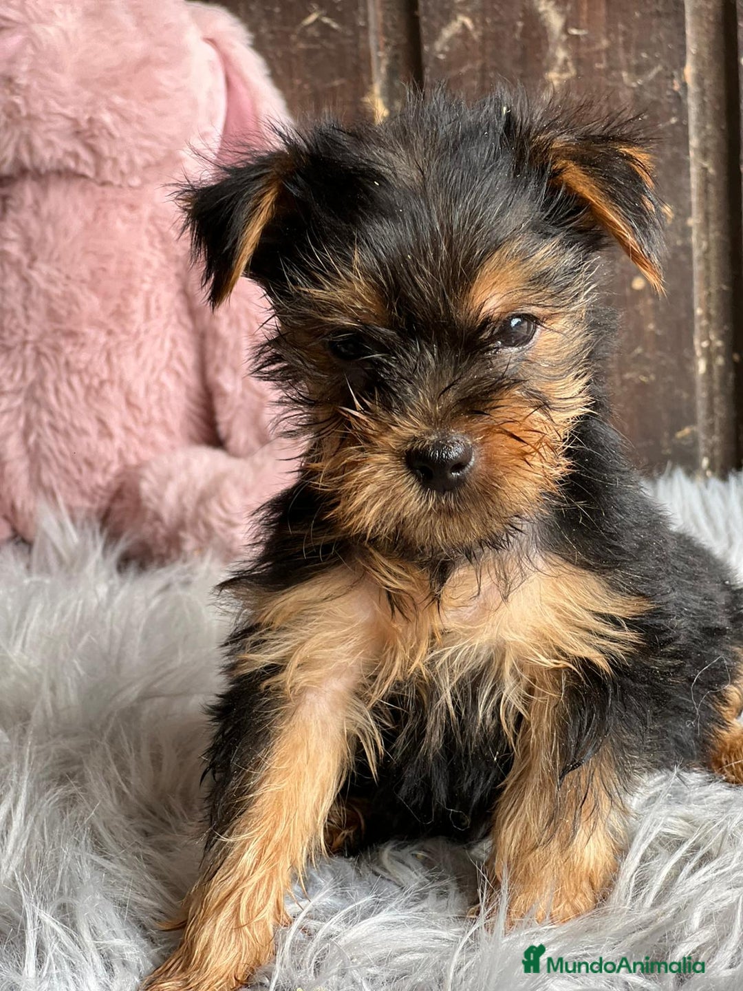 Yorkshire Terrier perros en venta: Yorkshire  - Imagen 8