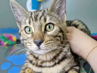 Bengalí gatos Bengali Hembra 1933 AQUANATURA - Anuncio 7