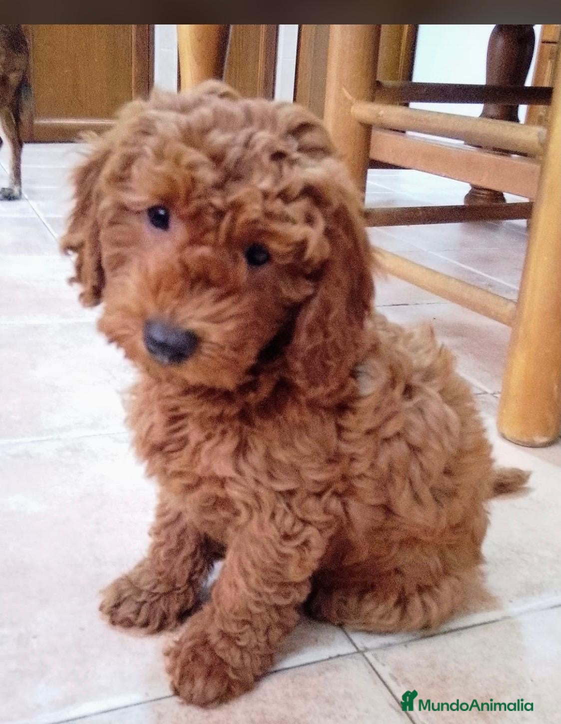 Caniche Enano perros Caniche macho enano listo para entregar  - Anuncio 1