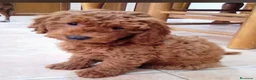 Caniche Enano perros en venta: Caniche macho enano listo para entregar  - Anuncio 1