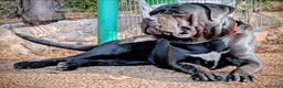Cane Corso perros en venta: Impresionantes cane corsos maxima calidad - Anuncio 1