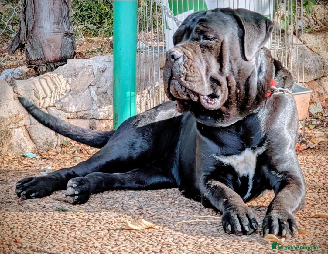 Cane Corso perros en venta: Impresionantes cane corsos maxima calidad - Anuncio 1