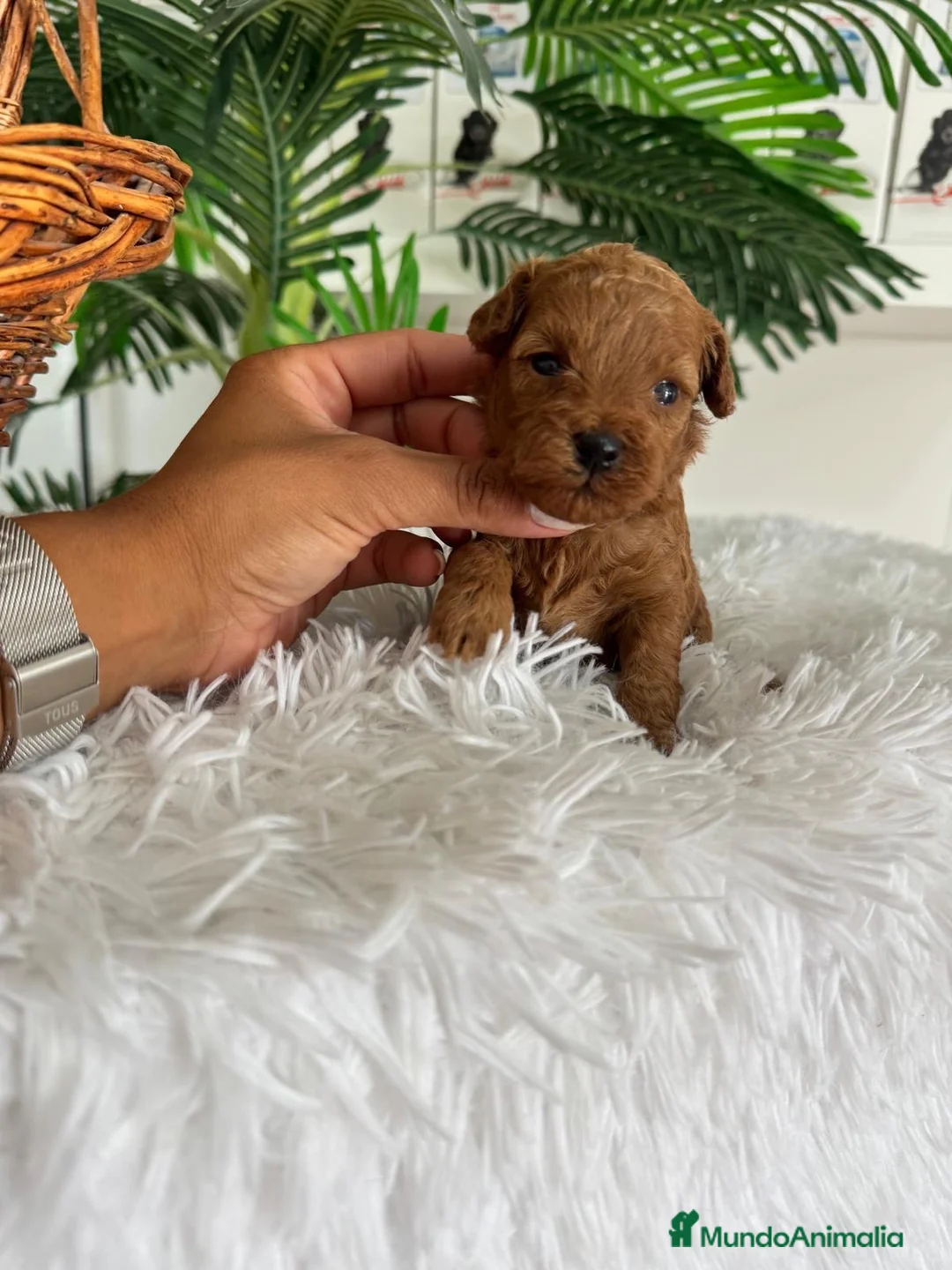 Caniche Toy perros en venta: CANICHE TOY 🎀 - Anuncio 1