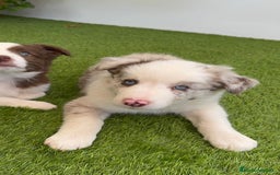 Border Collie perros en venta: BORDER COLLIE MERLE MACHO - Imagen 6