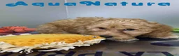 Havapoo perros en venta: Havapoo Macho de Haya y Can 8301 AQUANATURA - Anuncio 6