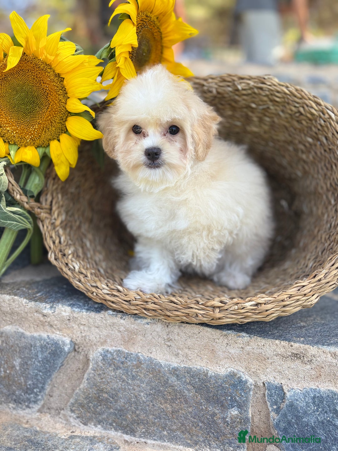 Maltipoo perros en venta: Maltipoo para entregar macho - Imagen 2