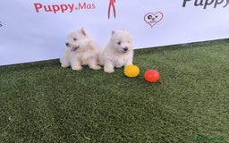 West Highland White Terrier perros en venta: Westy  - Imagen 1