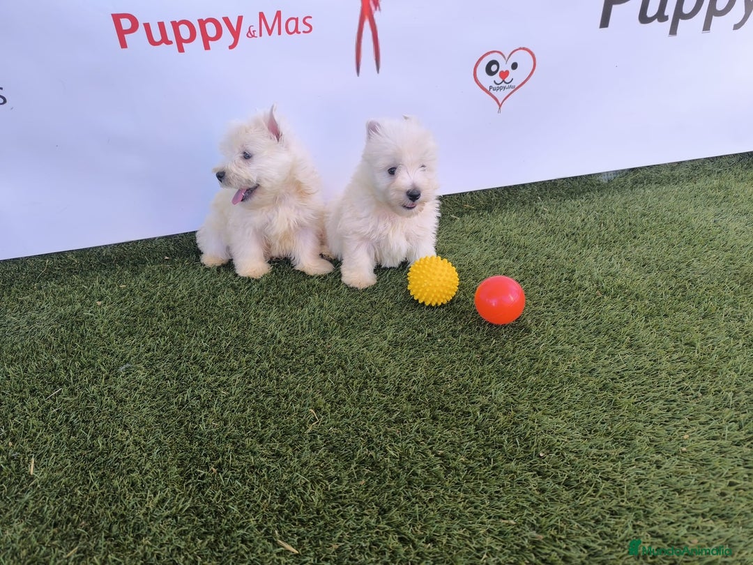 West Highland White Terrier perros en venta: Westy  - Imagen 1